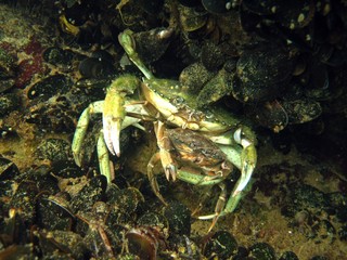 Mating Crabs 2