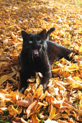 Cat with Leafs 2