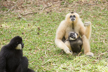 Family of Gibbom