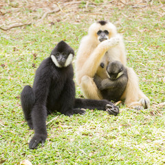Family of Gibbom