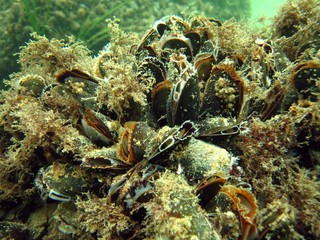 Under the Sea 2