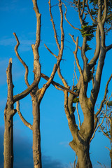 Buchen im Gespensterwald Ostsee