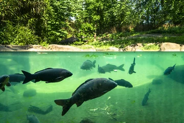 Sierkussen Onder water Blue fish under water in river park at summer   © STUDIO MELANGE