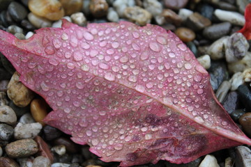 Red Leaf with Water Droplets