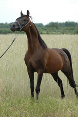 Konie © Sebastian
