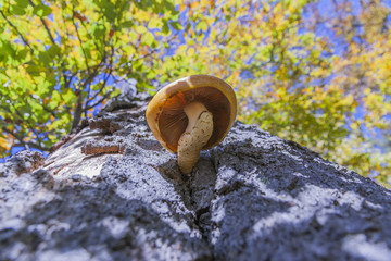 Fungus on a beech trunk