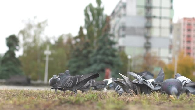 Pigeons feeding itself on a street pavement