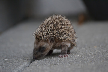 hedgehog © melanie