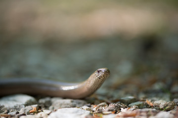 Blindschleiche, Slow worm, Anguis fragilis