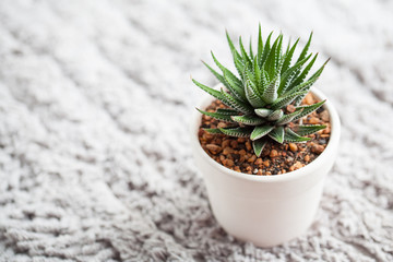 cactus plant in pot on gray background.