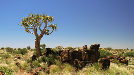 Quiver tree or kokerboom forest near Keetmanshoop, Namibia