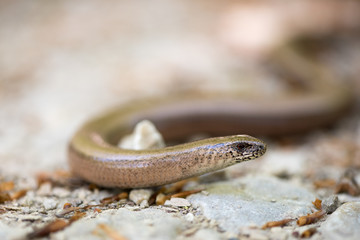 Blindschleiche, Slow worm, Anguis fragilis