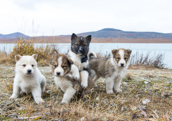 Husky puppies Greenland hill. © Silver