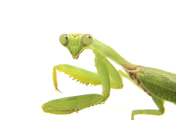 Closeup image of mantis head looking into camera