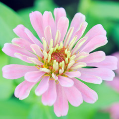 Pink Aster flower in flowerbed garden Sirikit national garden, B
