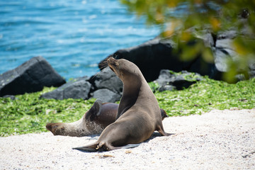 Fototapeta premium ガラパゴスアザラシ