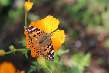 キバナコスモスの花の蜜を吸うヒメアカタテハ