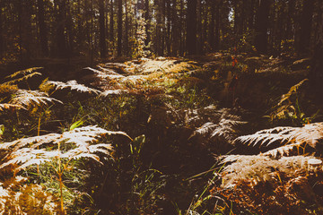 Dried Fern Leaves