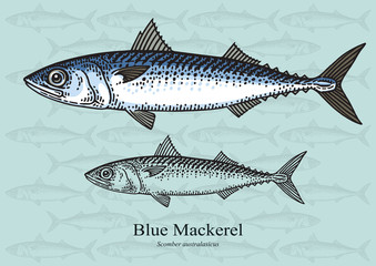 Blue Mackerel. Vector illustration for artwork in small sizes. Suitable for graphic and packaging design, educational examples, web, etc.