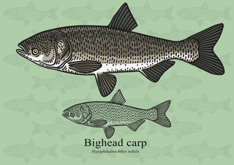Bighead carp. Vector illustration for artwork in small sizes. Suitable for graphic and packaging design, educational examples, web, etc.
