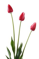 Three tulips isolated on white background