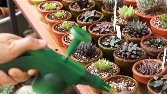 Watering different types of cactus using water spraying bottle