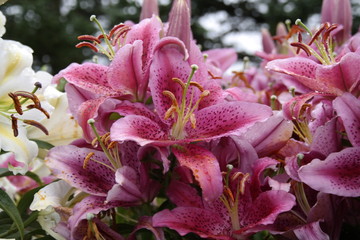 giant lillys, pink, Maine Aug 2016