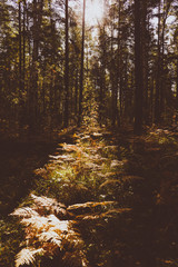 Obraz premium Dried Fern Leaves