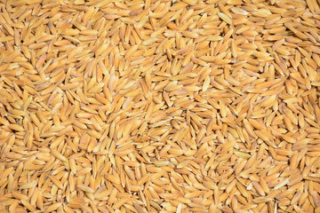 Background paddy gold