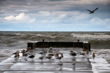 Obraz premium Coast of the Baltic Sea. Pier
