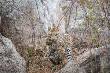 Leopard carrying a cub.