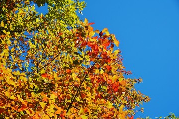 Colorful red and orange leaves during foliage season on the East Coast