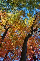 Colorful red and orange leaves during foliage season on the East Coast