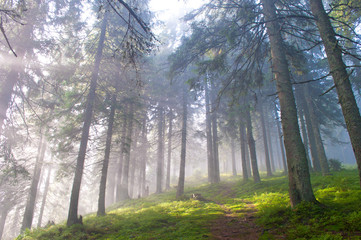 Hiking trail through the misty pine forest in the Carpathian mountains