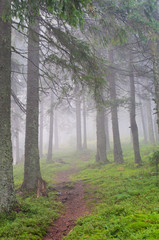 Hiking trail through the misty pine forest in the Carpathian mountains