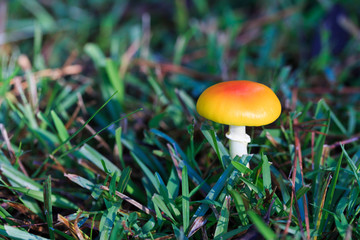
Amanita parcivolvata orange mushroom. 