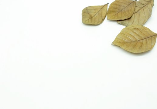 Dry leaf