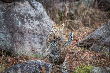 Fototapeta na wymiar Leopard carrying a cub.
