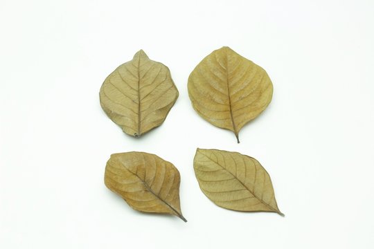 Dry leaf
