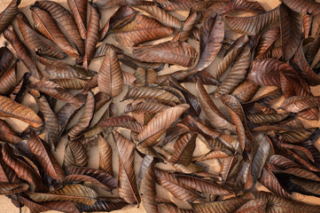 dry guava leaf background