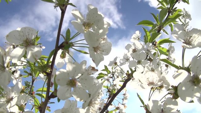 Flowering cherry branch against the sky.