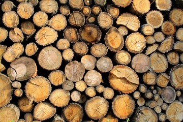 фон из цельных срезов дубовых дров