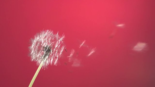 The wind blows away dandelion seeds on a red background. Slow motion 240 fps. 