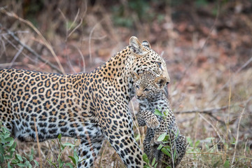 Naklejka premium Leopard carrying a cub.