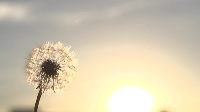Blowing Dandelion Seeds. Flying dandelion seeds against the bright sun. Slow motion 240 fps. 