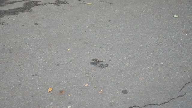 Military marching formation in the form of a parade
