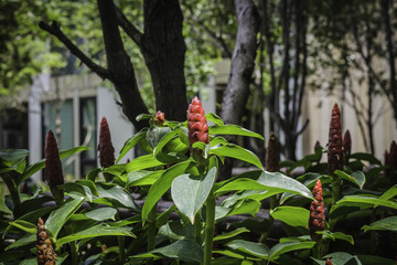 Indian Head Ginger flowers,Costus Speciosus.
