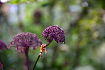 lila Schönheit, exotisches lila Doldenblütlergewächs im Park 
