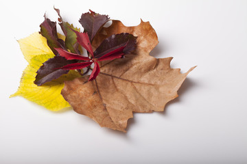 fallen leaves of autumn backgrounds
