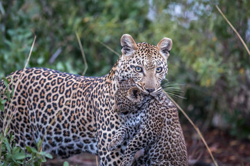 Leopard carrying a cub.